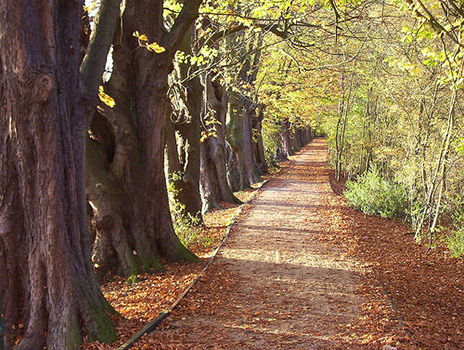 Path through Chestnut Wood at Hinchingbrooke Country Park