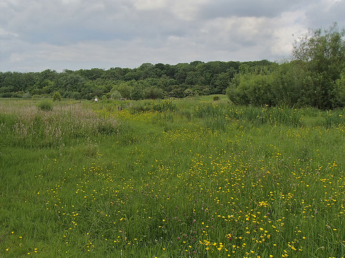 Meadow at Hinchingbrooke Country Park