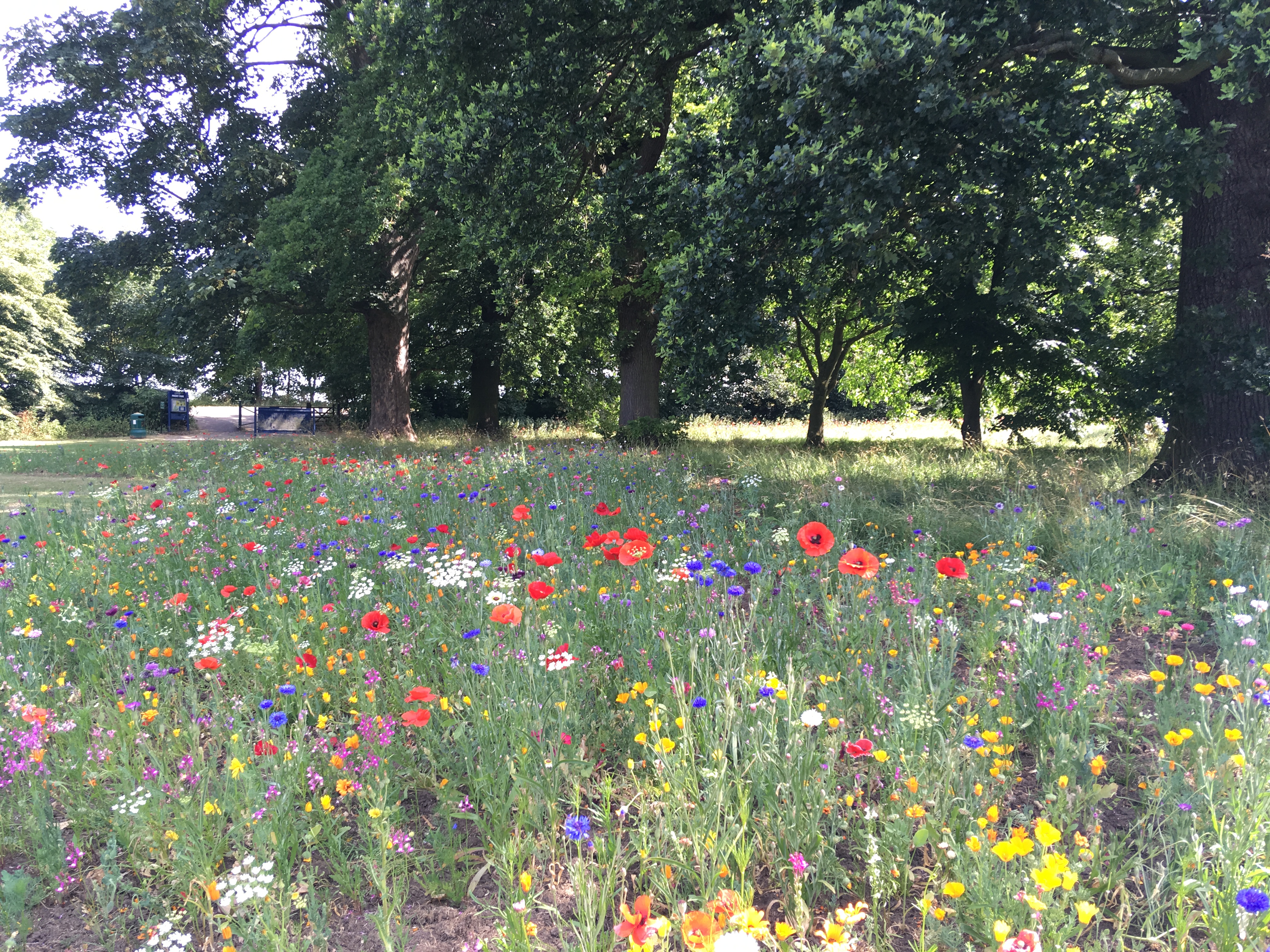 Flowers at Priory Park