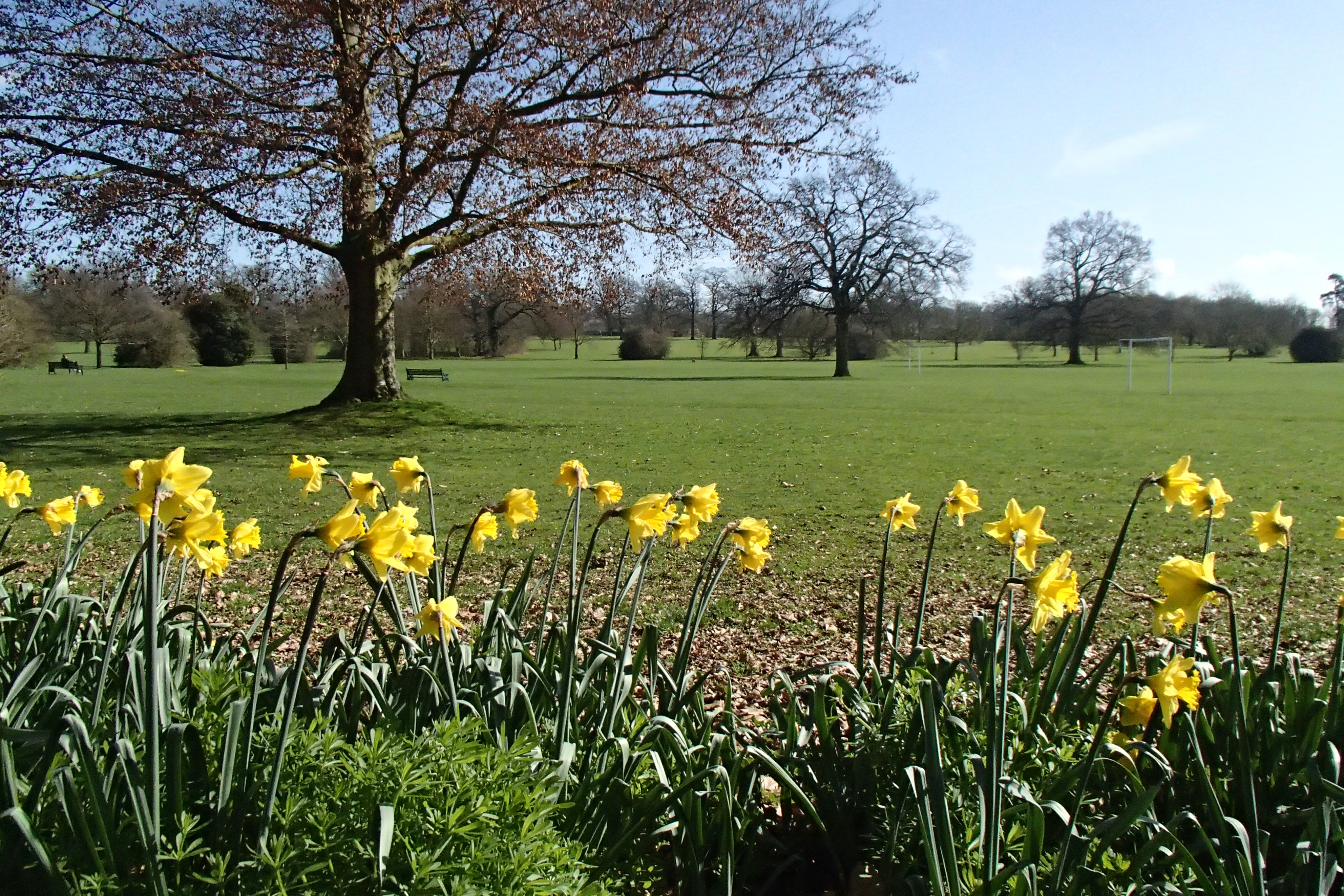 Flowers at Priory Park